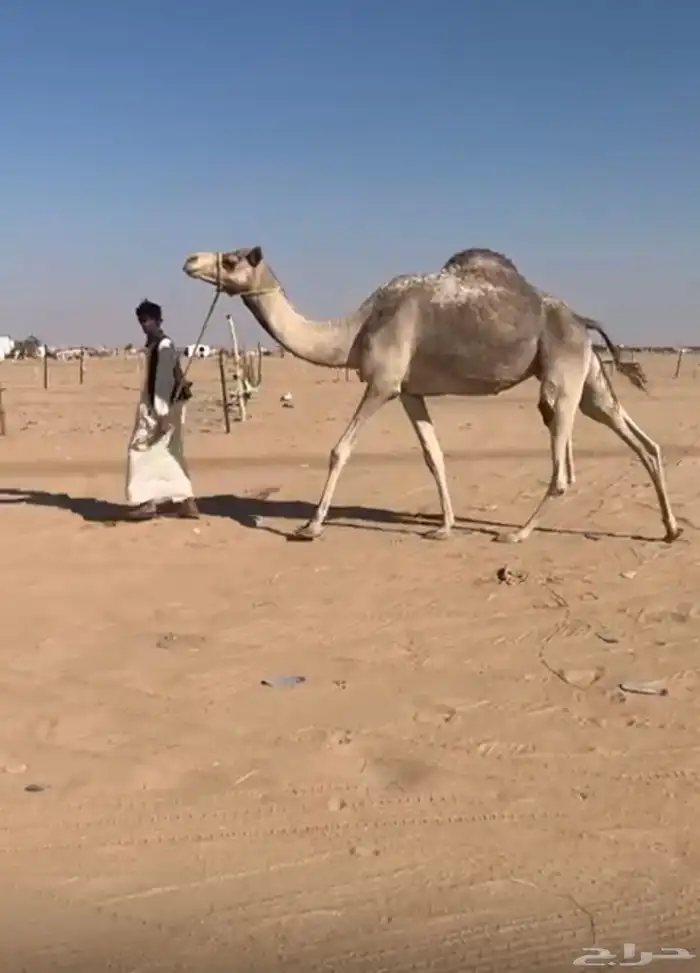 ناقة سودانية لقحه علئ حوات الاحمر 1