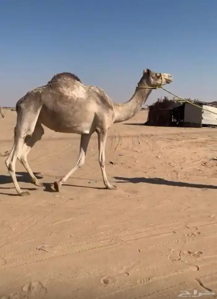 ناقة سودانية لقحه علئ حوات الاحمر 0