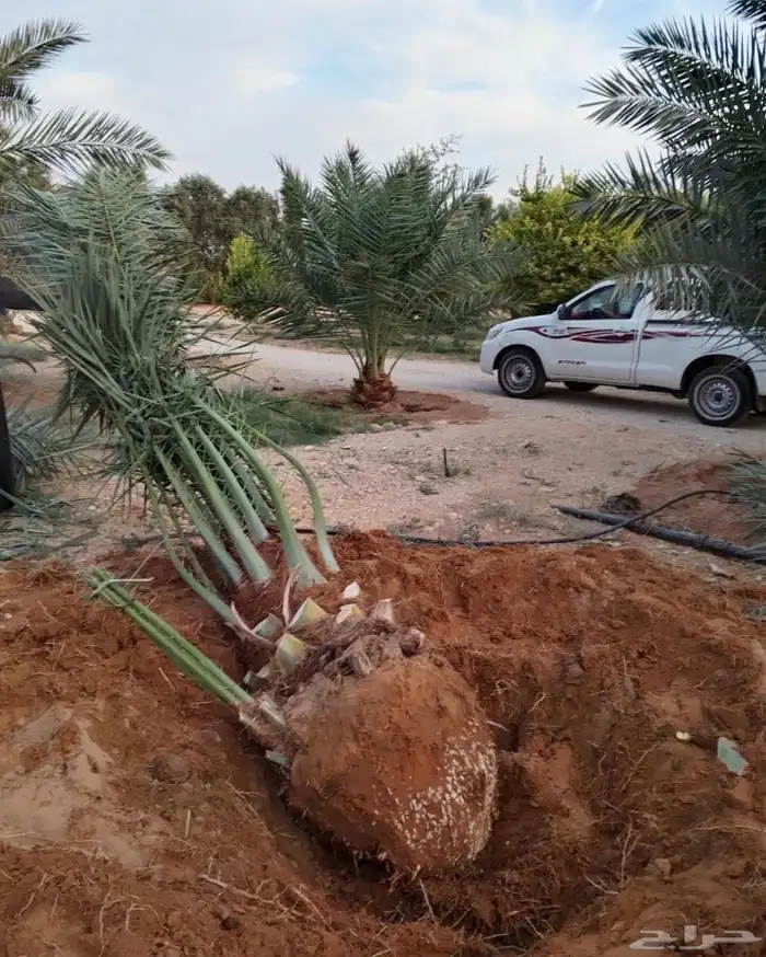 نخيل مثمر للبيع 6