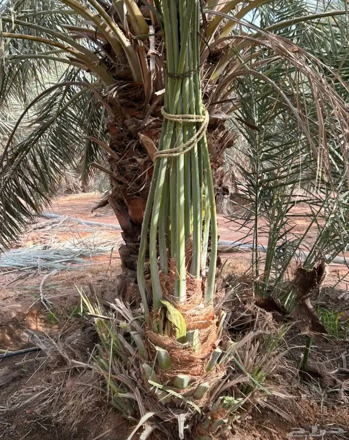 نخيل مثمر للبيع 0