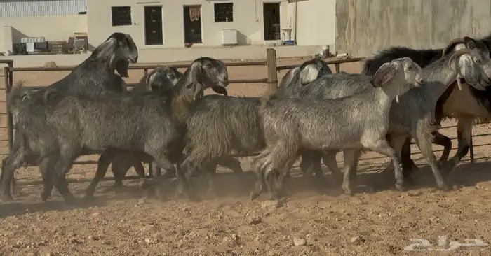 معزا مصريات شهب طيبه الغالب دفيع العدد 9 5