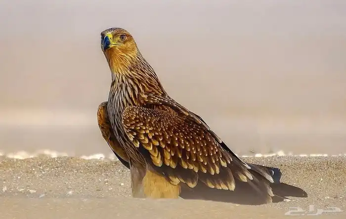 مطلوب عقاب 0