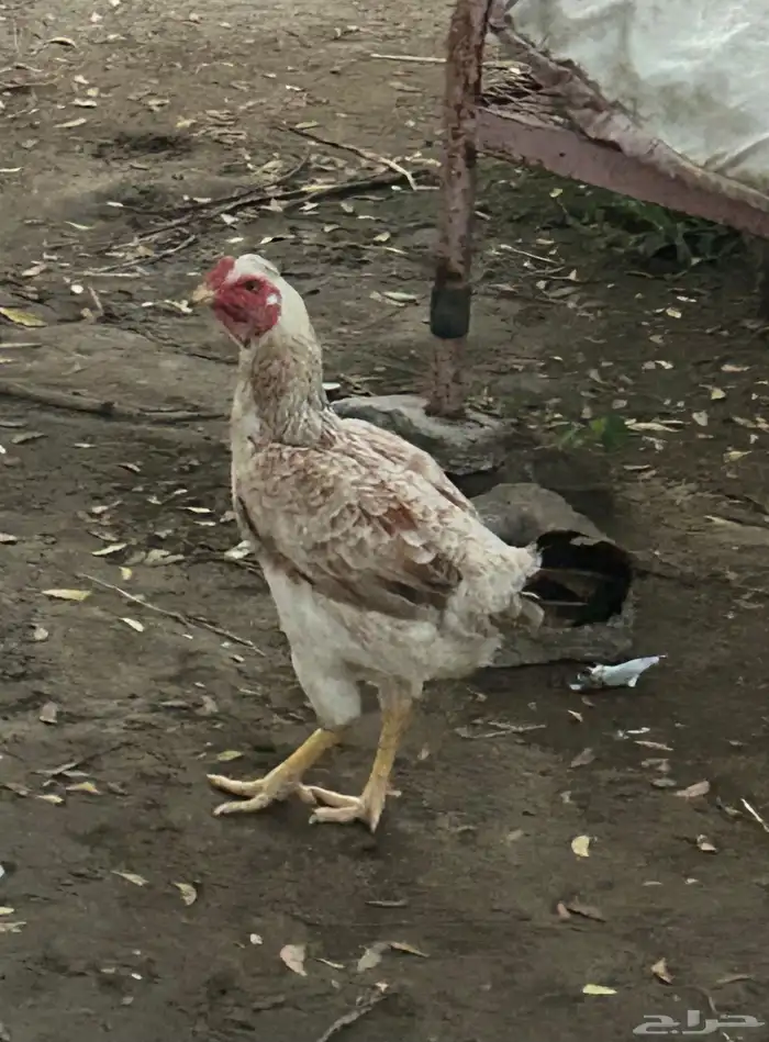 دجاجة هجين باكستاني معا فارسي 0