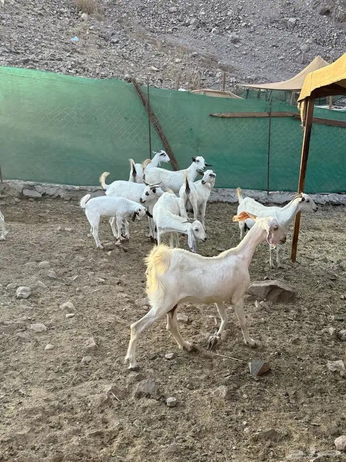 10 ماعز بيشيات صنف الصنف معها 10 22