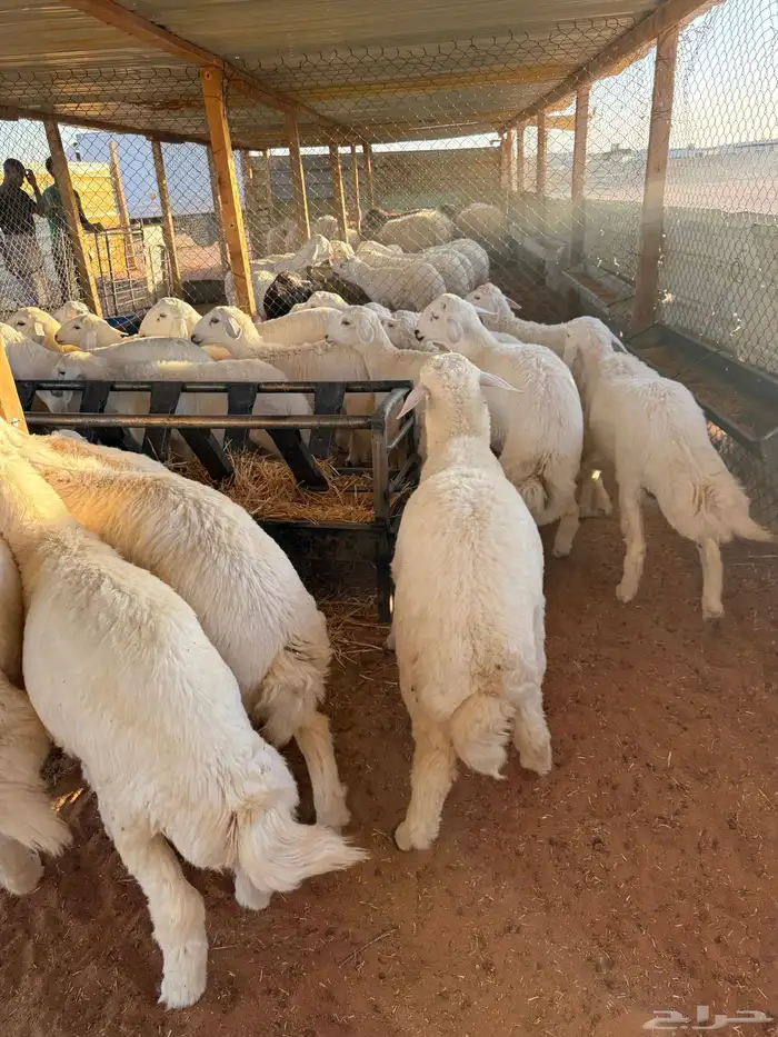 ذبايح نعيمي ذبائح حري سواكني 5