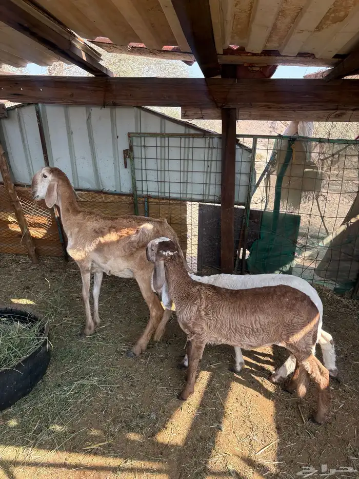 نعجة سواكني رباع 1