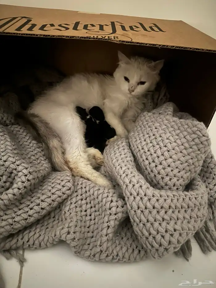 قطتين شيرازي توهم مولودين للتبني 0