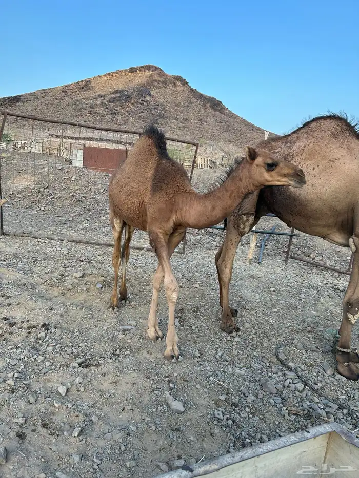 جمل أحمر ادهم مشروط شرط ياهل الزين 4