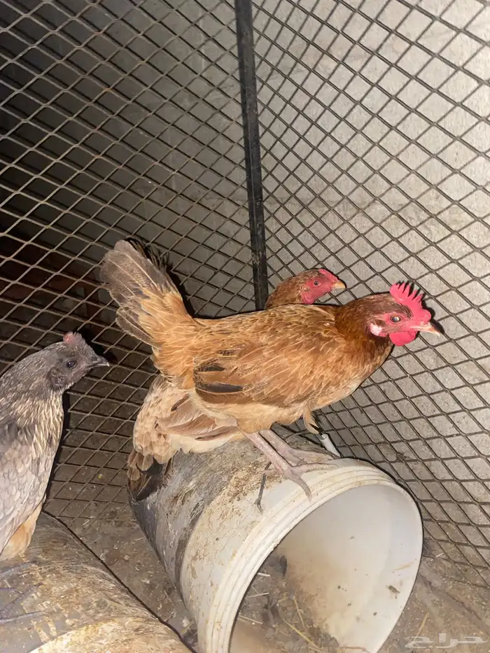دجاج بلدي للبيع العدد 10 9