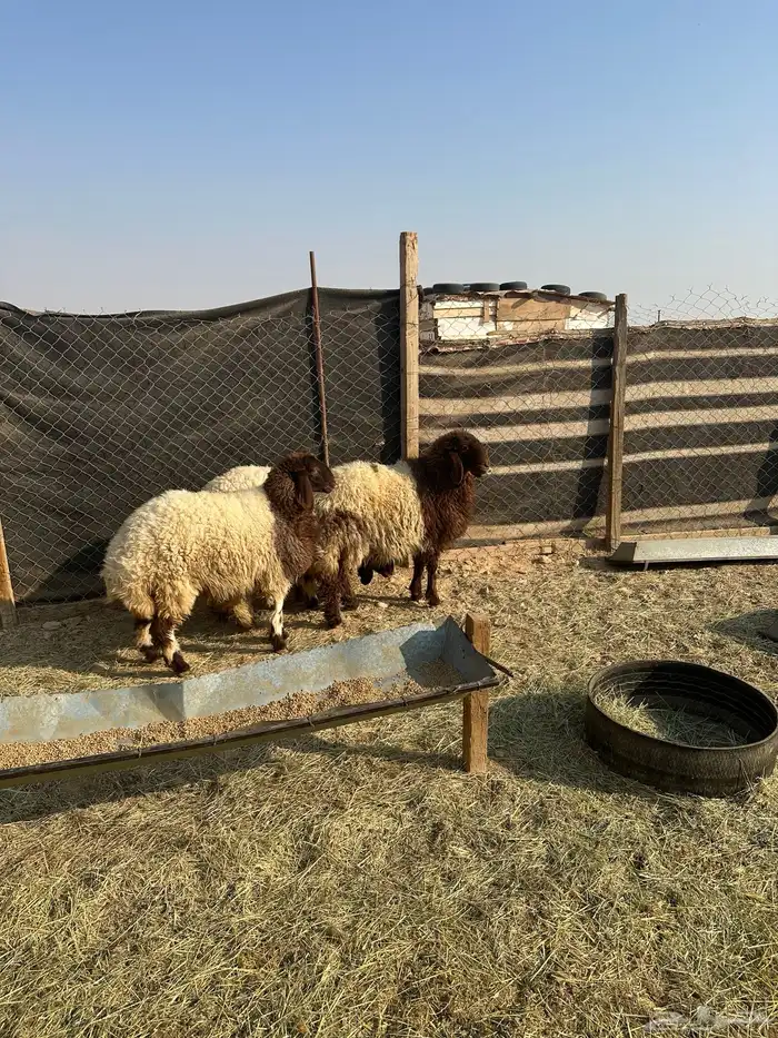 جذعات نعيم  صنف العمر ثمان شهور 6