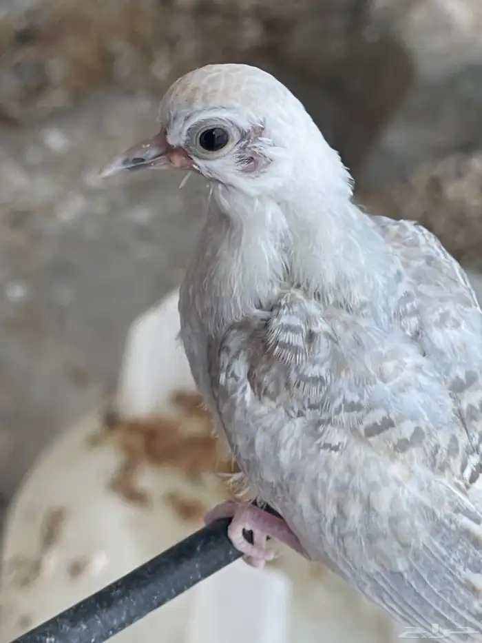 حمام يمام ملكي ماسي 2