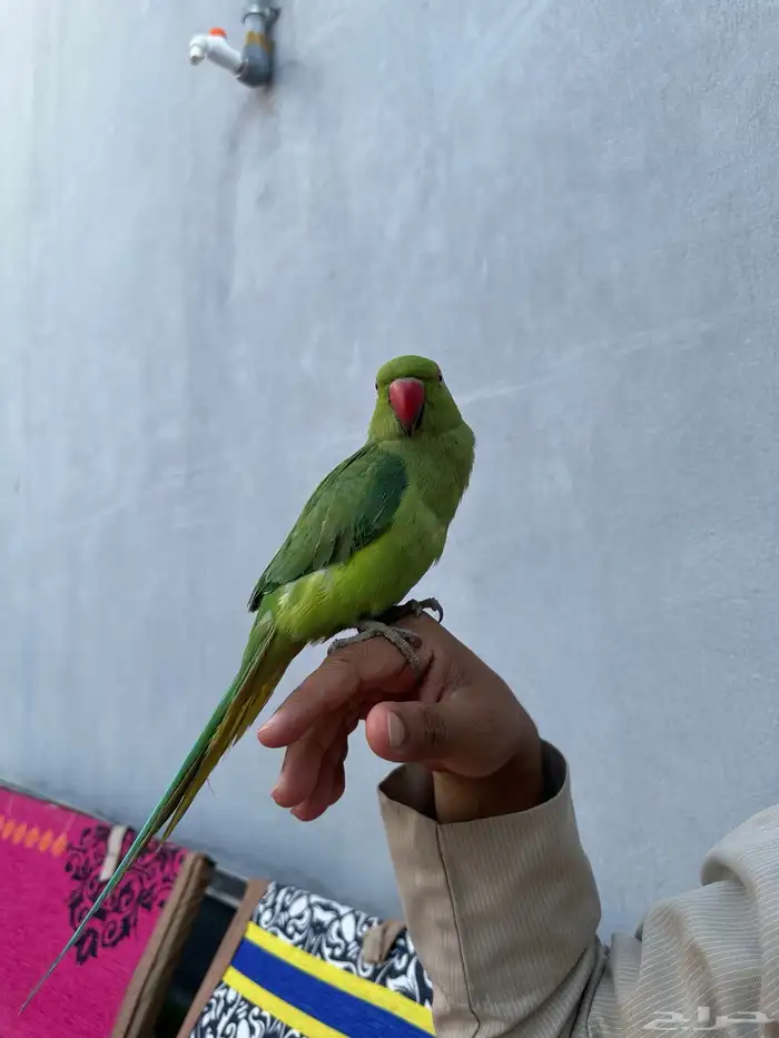 بغبغاء الدره اليف 1