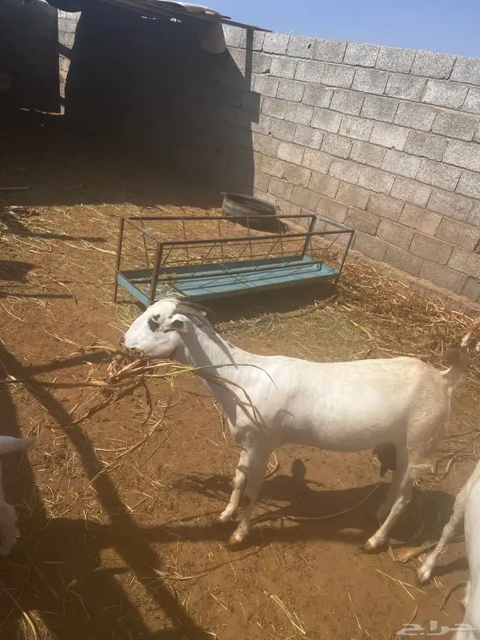 عنز بيشيه كحلا فاخره 5