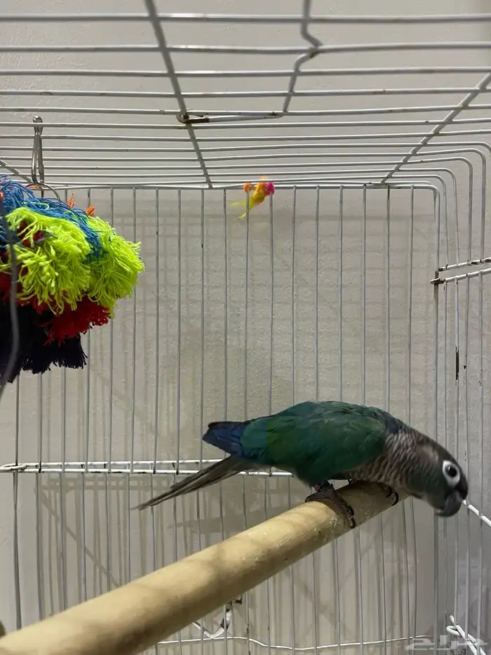 ذكركنيور صنف 2