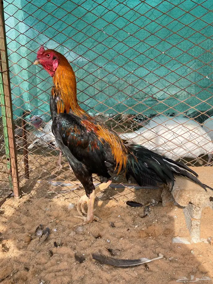 للبيع ديكين فارسي ودجاج جاوي 1