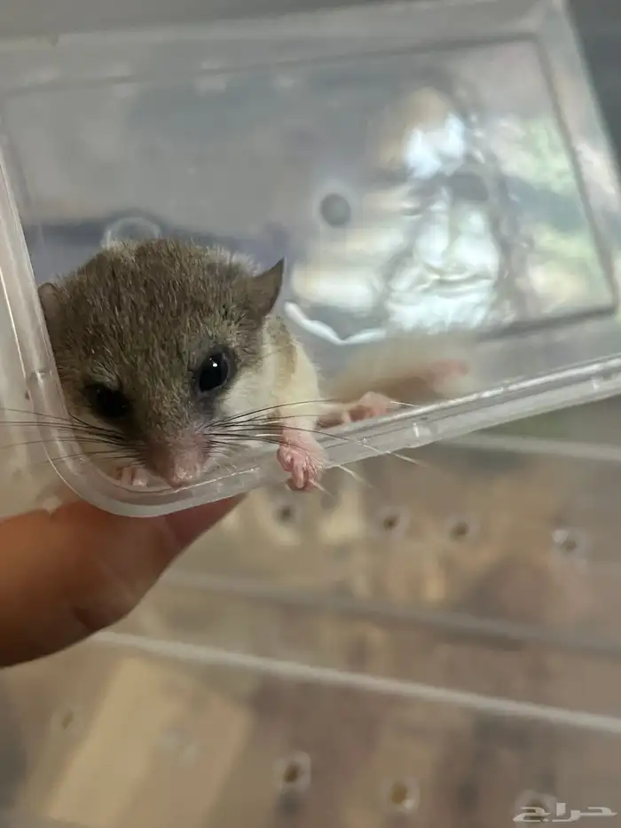 سنجاب قزم او زغبة الحدائق 4