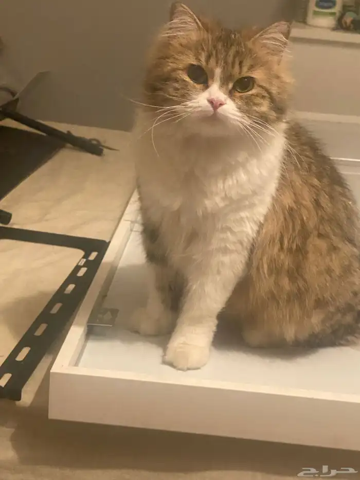 قطة مفقودة حي جرير 0
