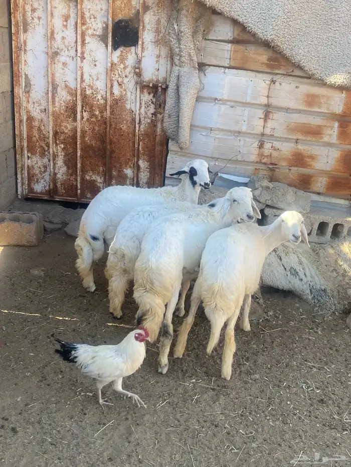 للبيع خروف ورخال 1