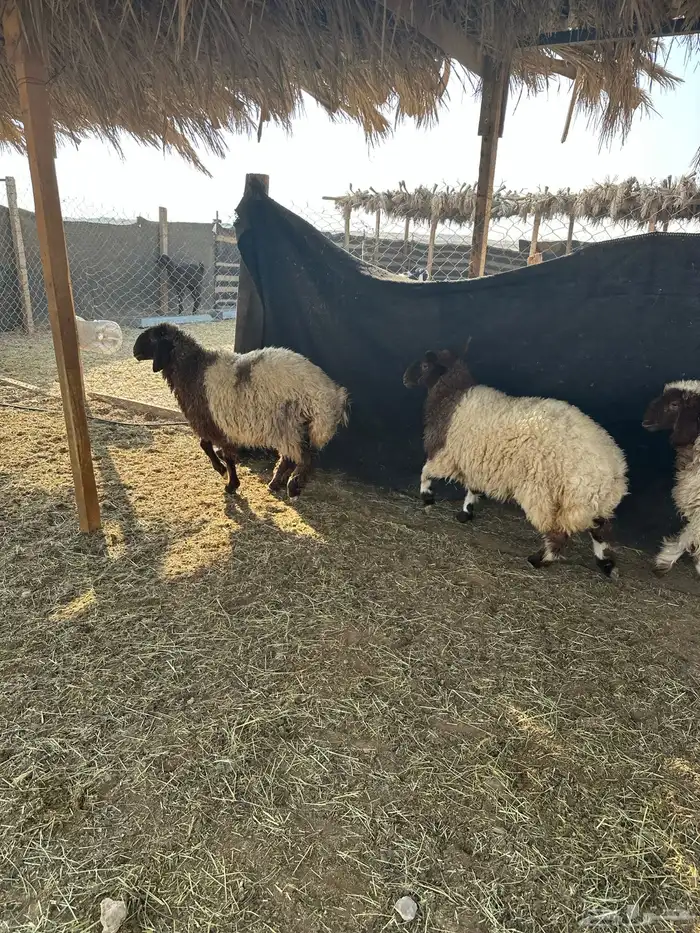 جذعات نعيم  صنف العمر ثمان شهور 7