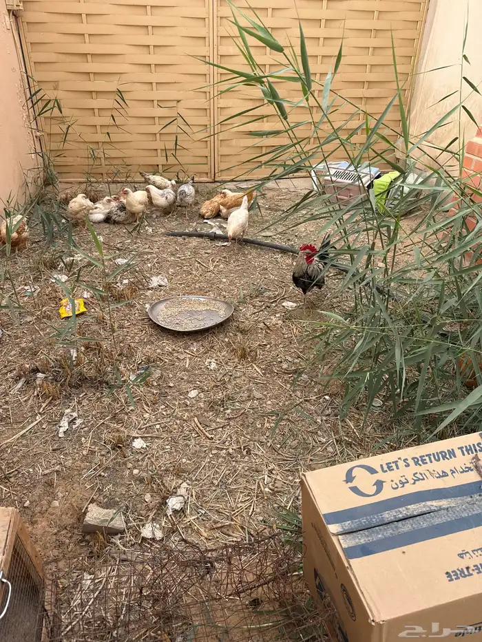 دجاج وديك العدد 18 مشكل فيومي ولوكمان العمر5شهور ونص تقريبا 0