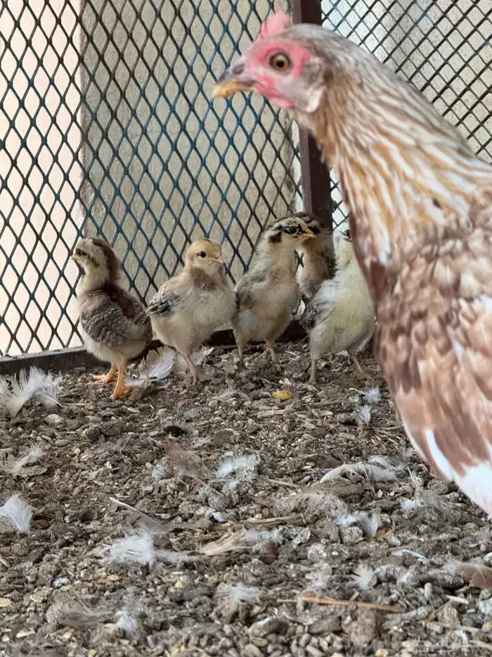 دجاجه بفرخها 3