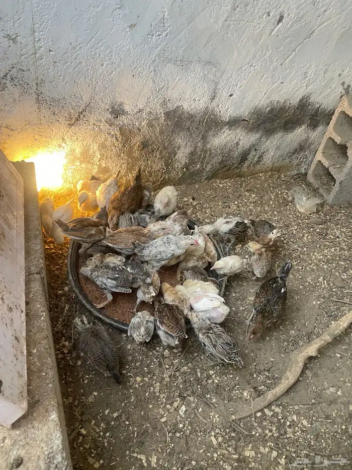 فروخ دجاج العمر فوق الشهرين 1