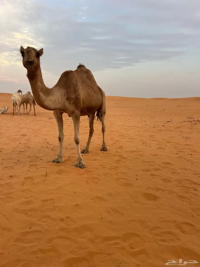 ناقه مصعد حليبه واجد وسليمه العذاريب 1