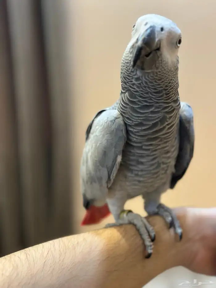 كاسكو للبيع 4