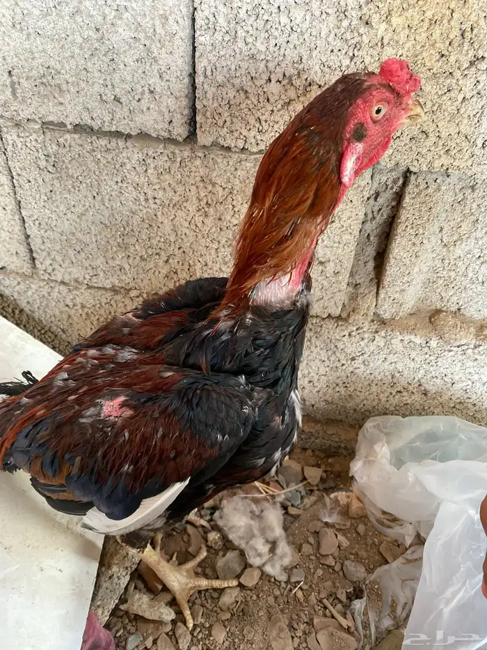 ديك باكستاني 0