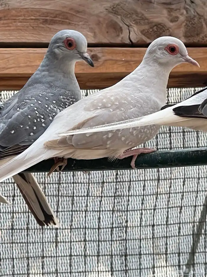 حمام يمام ملكي ماسي 15