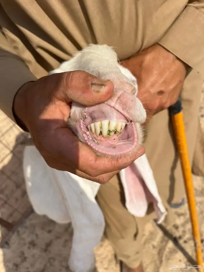 عنز فاخره جرم كفووو تحتها تيس شهرين فل 5