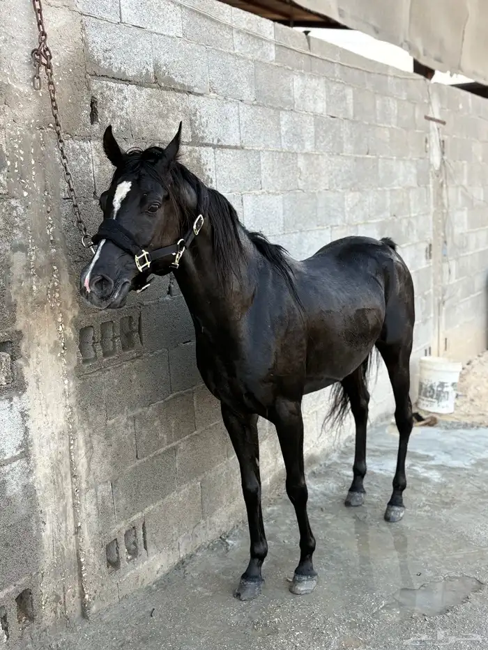 حصان مصري بيور اسود 3