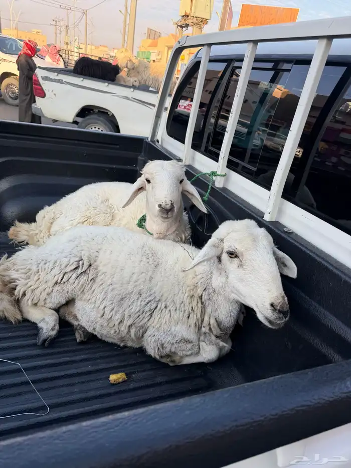 ذبابح للبيع التواصل  050 364 6485 0