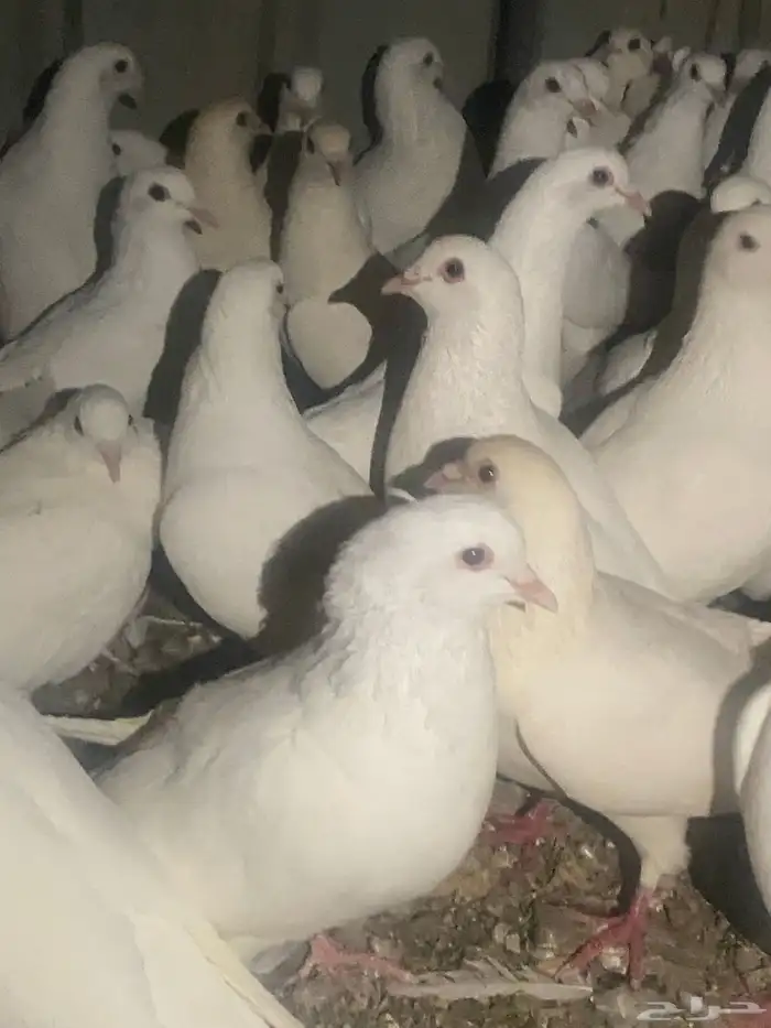 حمام فرنسي منتج شرط 25