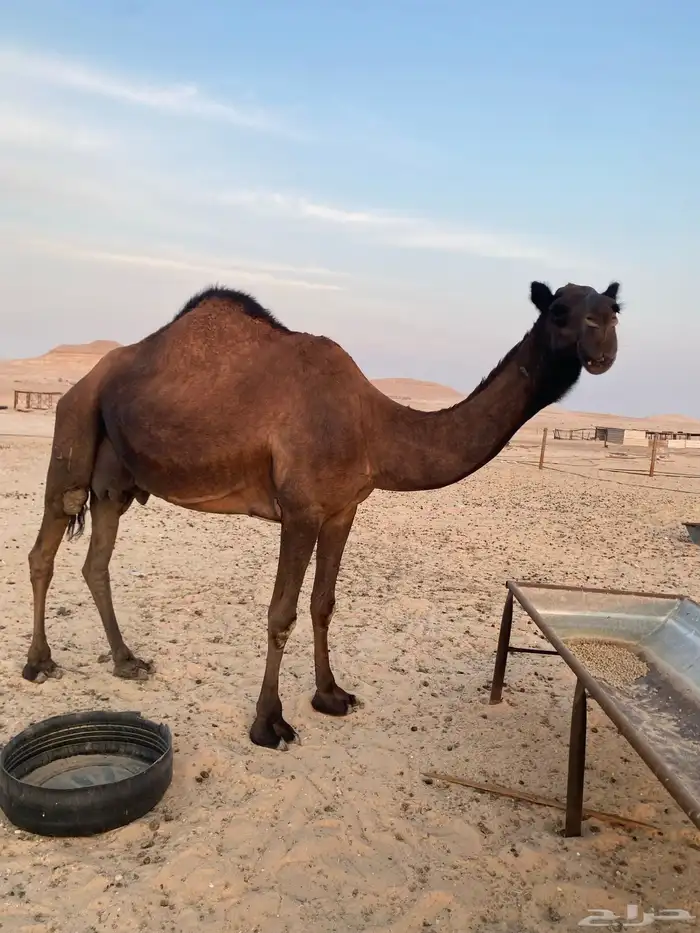 ناقه خلفه عشرا 2