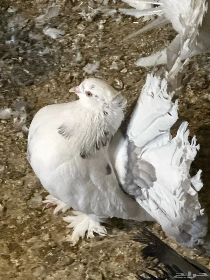 حمام رقاص جمله 4