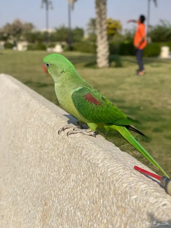 درة نيباليه هدد داخلي وخارجي واليفه معا الكل 1