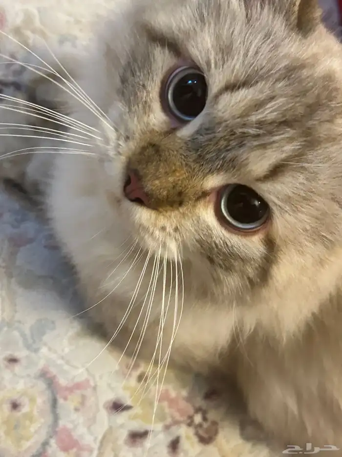 قط مفقود و جد 3