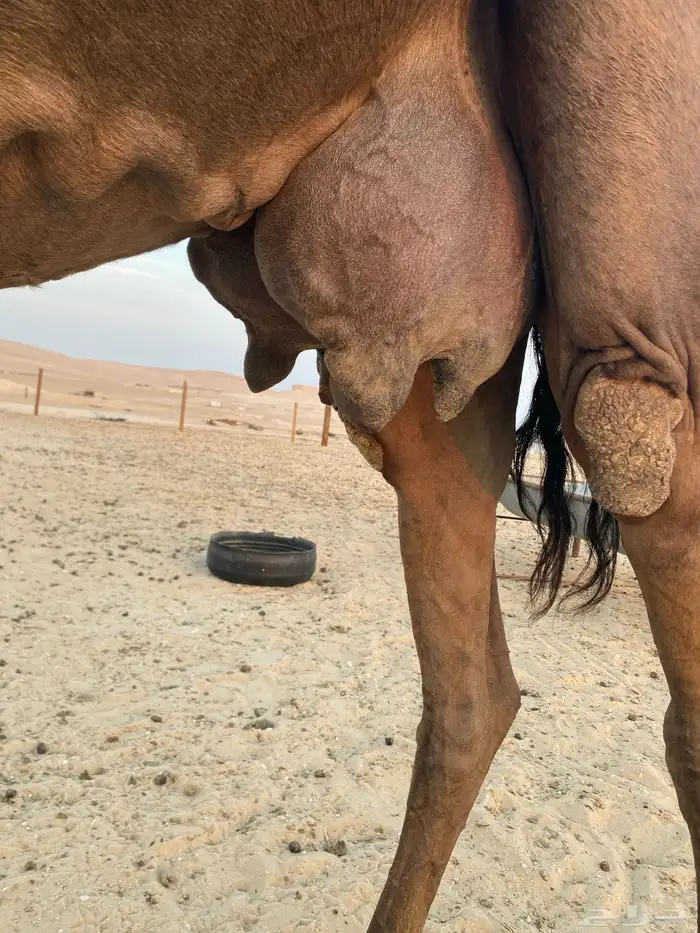 ناقه خلفه عشرا 1