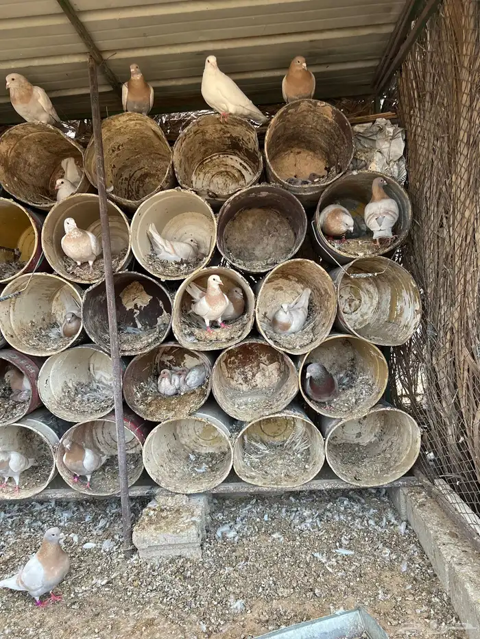 عشة حمام كريمي للبيع 0