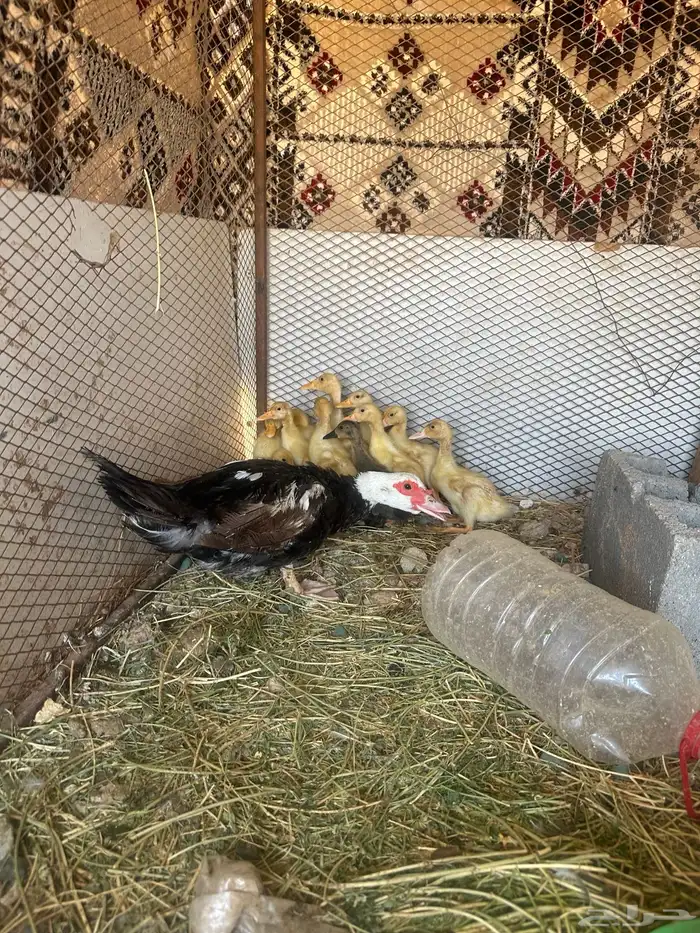 بطة مصريه رقاده مع صيصان حضنتهن 1