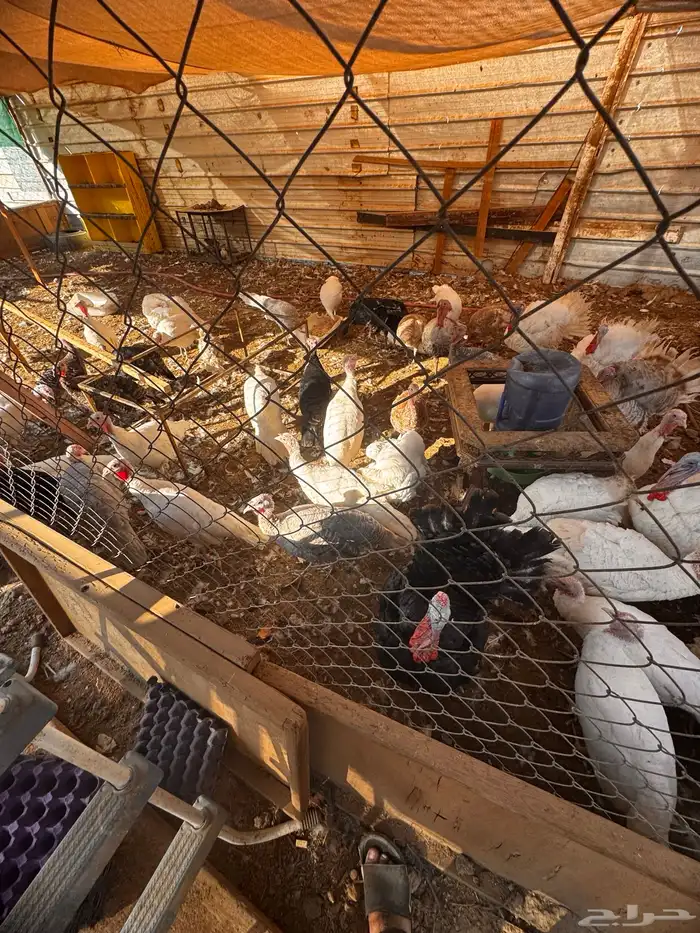 رومي للبيع بشاير 0