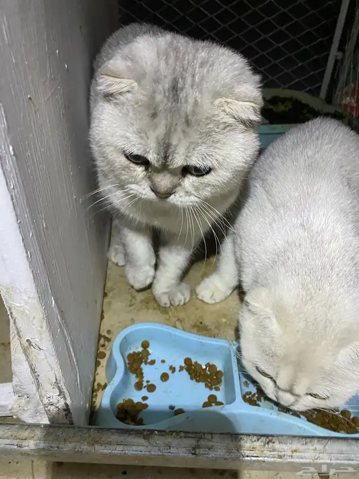 جوز سكوتش غير معقمين للبيع 1