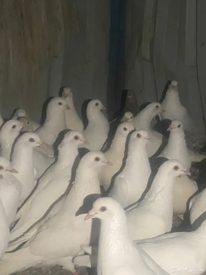 حمام فرنسي منتج كله 0