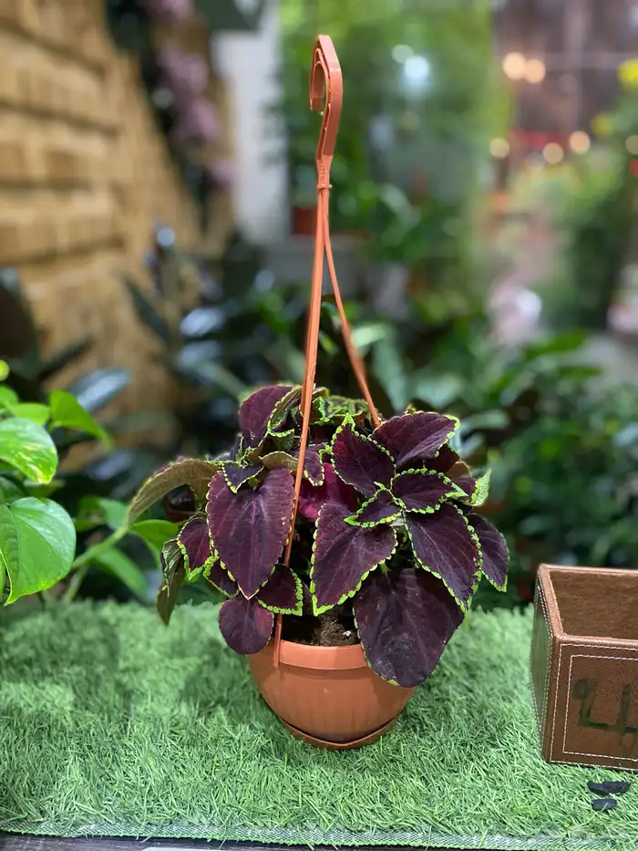 يعلن مشتل فرايد للزراعه 3