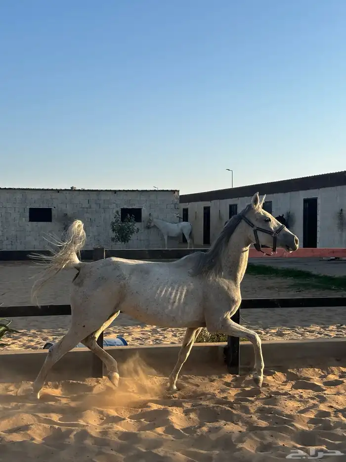 فرس شعبيه ومهرتها 0