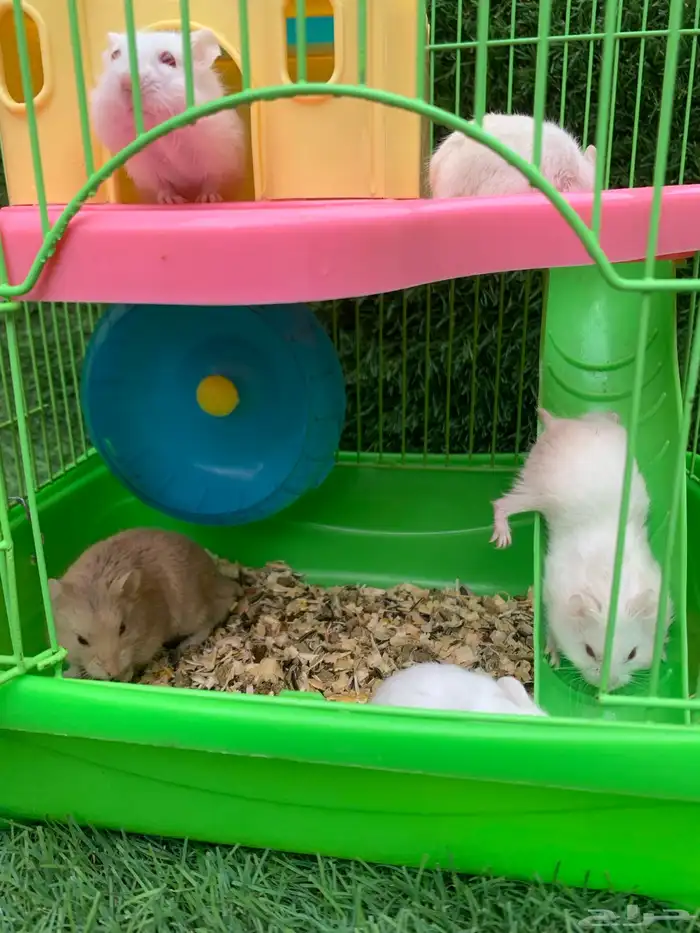 للبيع هامستر 5