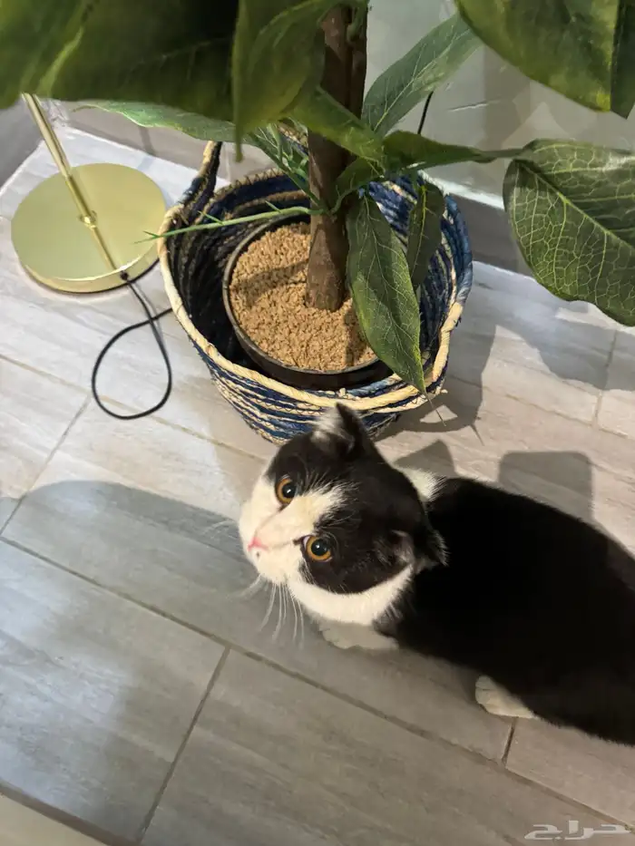 قط سكوتش فولد للتبني 2