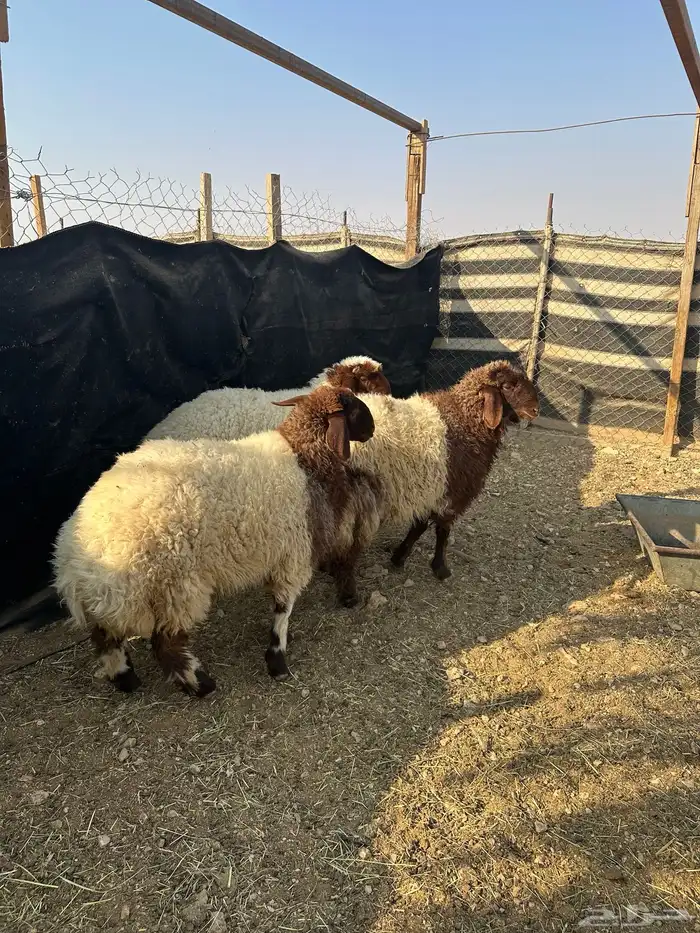 جذعات نعيم  صنف العمر ثمان شهور 1