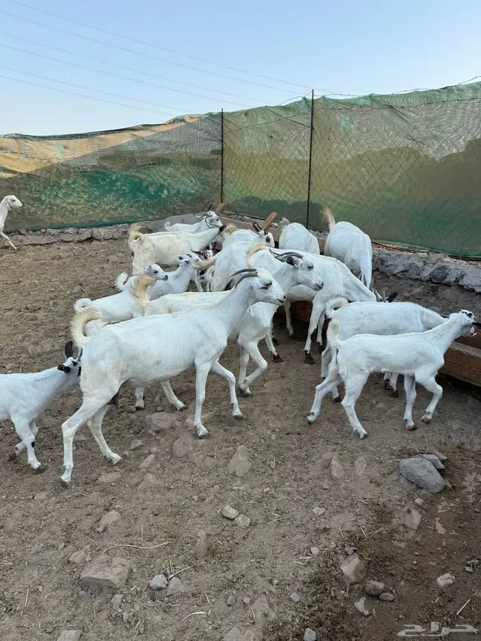 10 ماعز بيشيات صنف الصنف معها 10 1